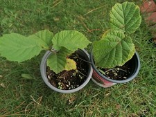 1 bare root 10-15cm Cobnut Tree Corylus Avellana Hazelnut, Hardy tree shrub