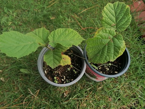 Bare root 15cm cobnut - 1,