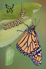 Monarch caterpillars (live)