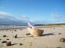 sHRIMP sailor in twine