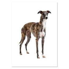 'Whippet' Wall Posters /