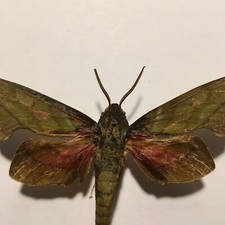 Real Butterfly/Moth Spread