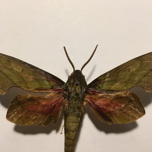 Real butterfly moth spread - butterfly/moth,