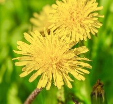 2100x Dandelion Taraxacum Seeds Tortoise food - Wildflower