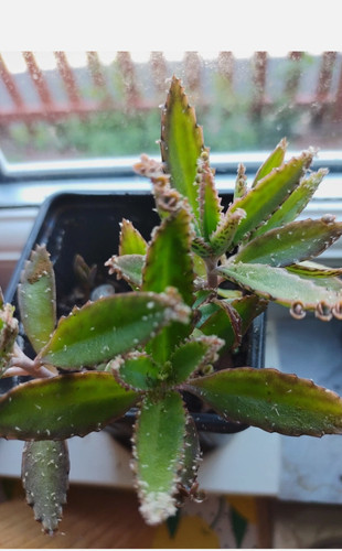 Kalanchoe pinnata - kalanchoe,