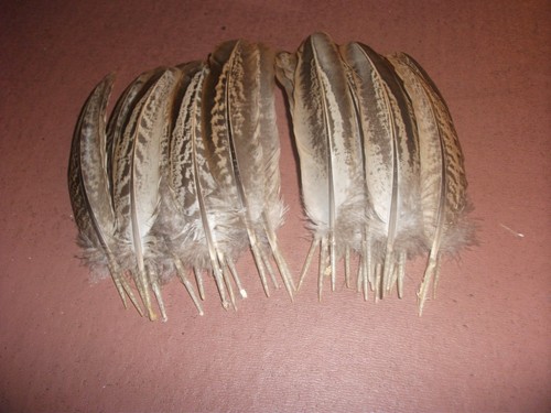 Ring neck pheasant - neck,