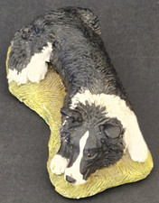STEF Border Collie Dog