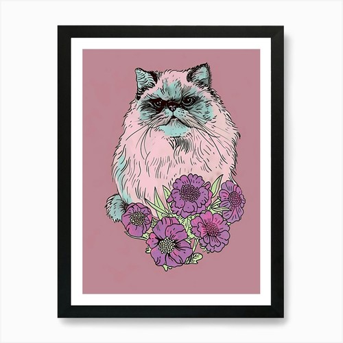 Cute himalayan cat - himalayan,