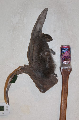 Taxidermy squirrel chipmunk - taxidermy,