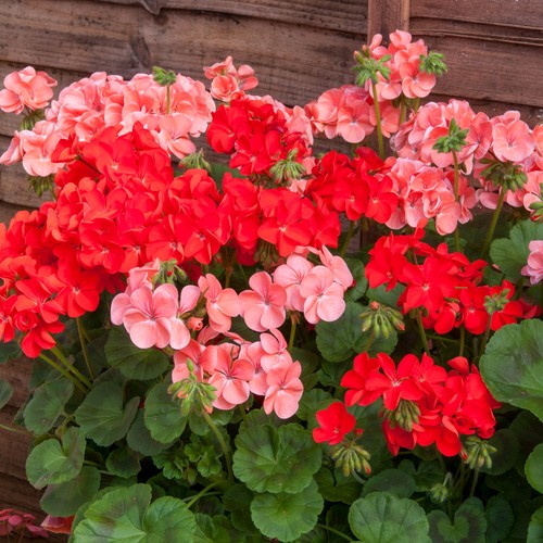 Geranium palladium hot - hot, spicy