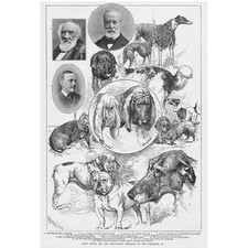 The Bath Hound & Dog Show -