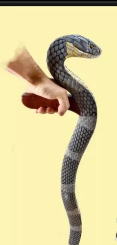 Wooden walking stick snake - stick,