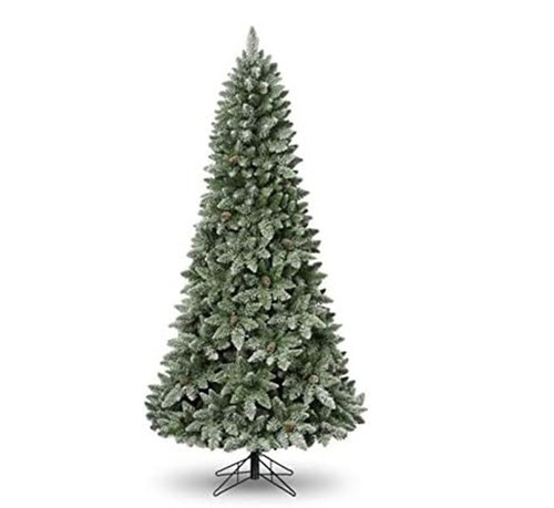 7ft bristlecone fir - 'bristlecone, fir'