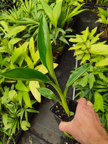 Ensete ventricosum hiniba - 'hiniba',