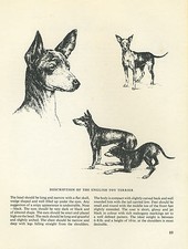 ENGLISH TOY TERRIER VINTAGE 1963 PRINT SKETCH PAGE ARTIST BRIDGET OLERENSHAW