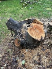 Freshly Cut Lime Tree Trunk