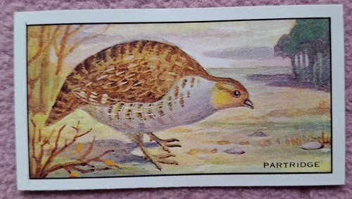 Quorn fish game - -,
