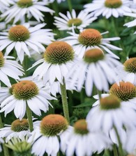Echinacea white swan - echinacea, 8x