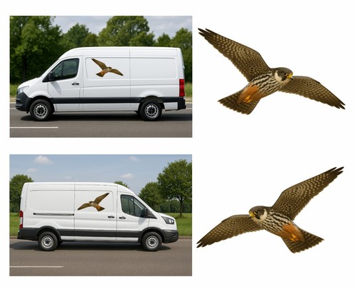 Hobby bird prey flight - prey, in