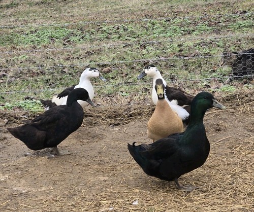 Fertile duck hatching - fertile,