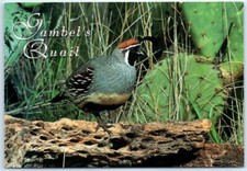 Postcard - Gambel's Quail