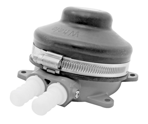 Whale babyfoot freshwater foot - freshwater,