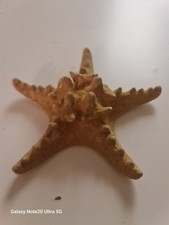 Natural Dried Knobbly Rhino