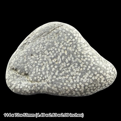 Lithostrotion fossil coral - fossil,