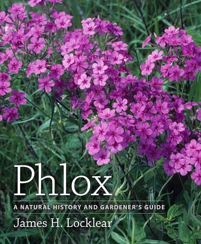 Like new phlox a - phlox:,