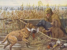 CHESAPEAKE BAY RETRIEVER DOG