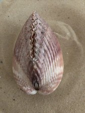 Large Giant 11cm Pacific Heart Cockle Sea Shell Pair Natural Crafts Aquarium