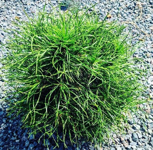 Pinus sylvestris globosa - pinus,