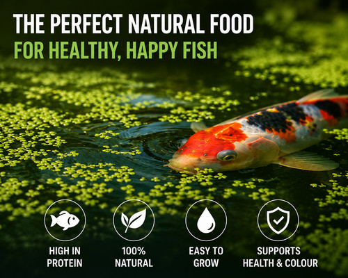 Live duckweed pond plant - duckweed,