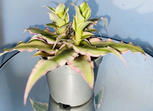 Cryptanthus earth star - cryptanthus, |