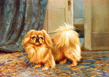 PEKINGESE DOG GREETING CARD