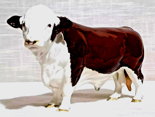 Beswick large polled hereford - large,