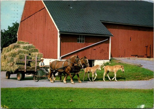 Amish horse drawn farm hay - horse,