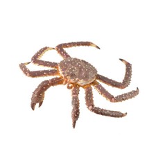 CollectA King Crab