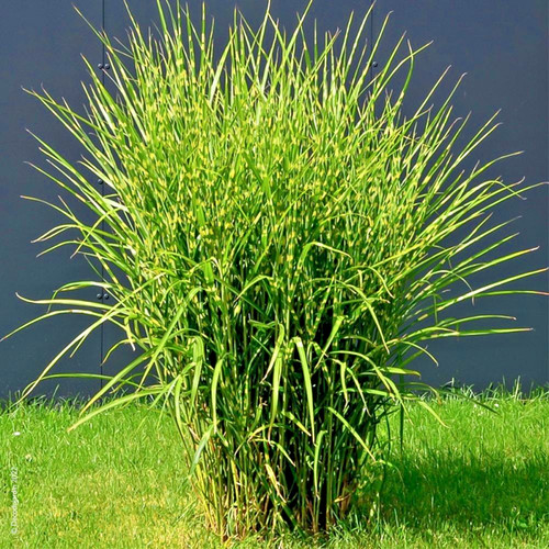 Miscanthus sinensis strictus - miscanthus,