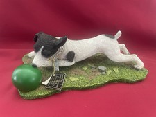 Black and White Jack Russell