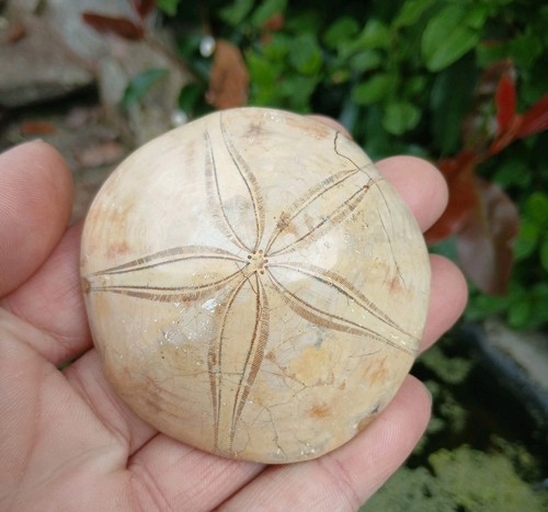 Fossil pygurus jurassic sand - pygurus,