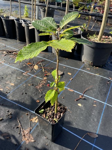 Sweet chestnut tree - chestnut, 🌰