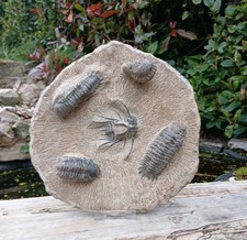 Fossil Trilobites  Devonian
