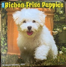 Bichon Frise puppies dog Calendar 2026 large 12” square New