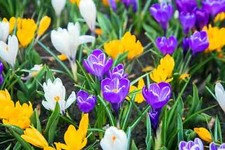 50 x Mixed Crocus - LARGE FLOWERING - Hardy Perennial Spring Garden Plant BULBS