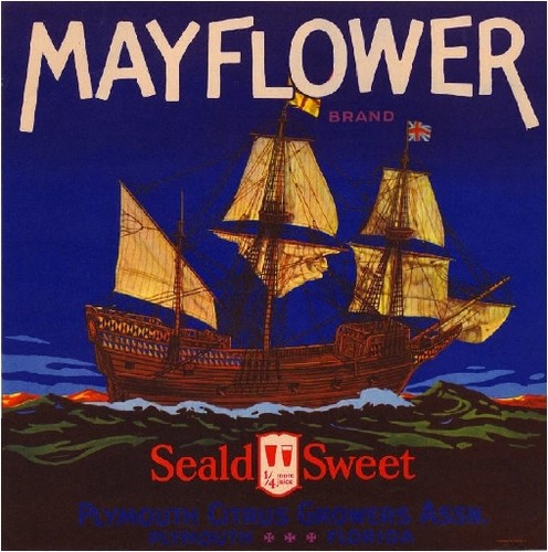 Plymouth florida mayflower - florida,