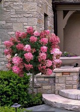 Hydrangea Paniculata Tree In 2