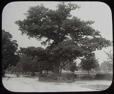 Glass Magic Lantern Slide OAK TREE AT LEAMINGTON SPA C1890 OLD VICTORIAN PHOTO