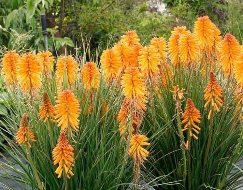 Kniphofia poco orange - poco™, ‘orange’