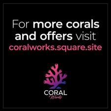 Fake Lime Chillis 5 Head Zoa